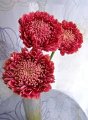 Gerbera Twister